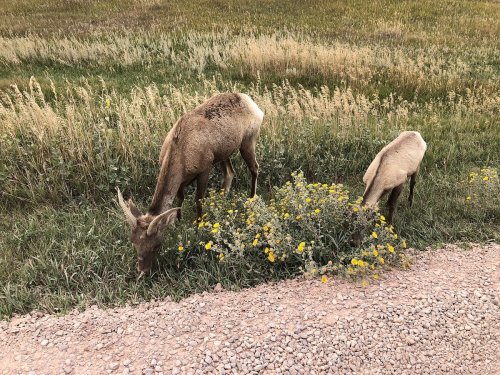 Two deer grazing near a gravel path, surrounded by tall grass and yellow wildflowers.