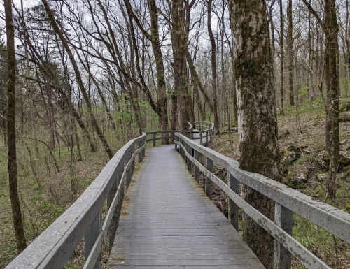 A wooden boardwalk winding through a forest with trees on either side and a cloudy sky above.
