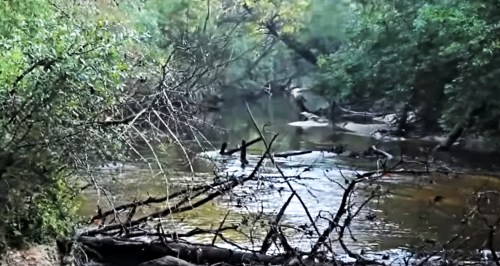 A serene river scene surrounded by lush greenery and fallen branches, reflecting the calmness of nature.