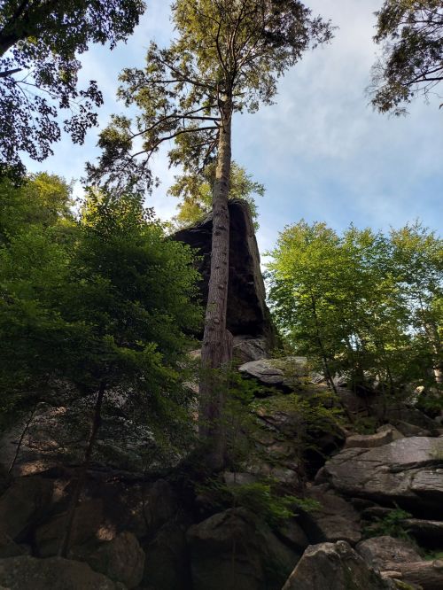 A tall tree stands beside large rocks, surrounded by lush green foliage under a partly cloudy sky.