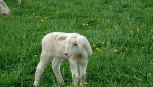 A young lamb stands in a grassy field dotted with yellow flowers, looking curiously to the side.
