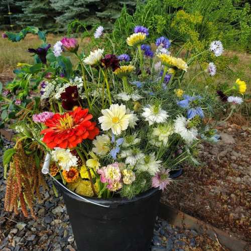 A vibrant bouquet of assorted wildflowers in a black bucket, featuring colorful blooms and lush greenery.