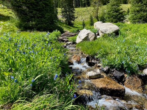 A serene stream flows through a lush green landscape, dotted with vibrant blue flowers and large rocks.