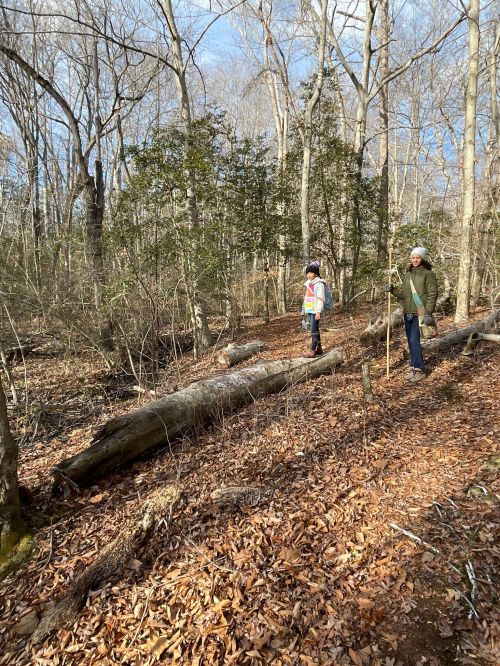 Two people stand on a fallen log in a wooded area, surrounded by trees and fallen leaves.