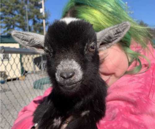 A close-up of a black goat with white markings, being held by a person with green hair in a pink hoodie.