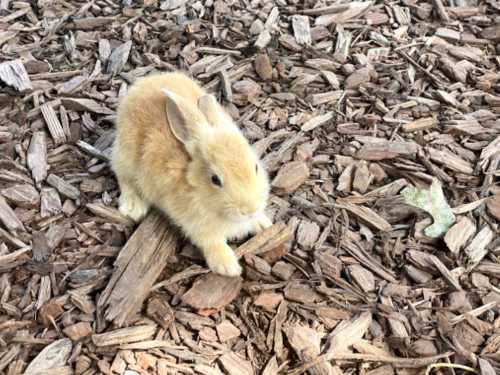 A small, fluffy rabbit with light brown fur sits on a bed of wood chips.