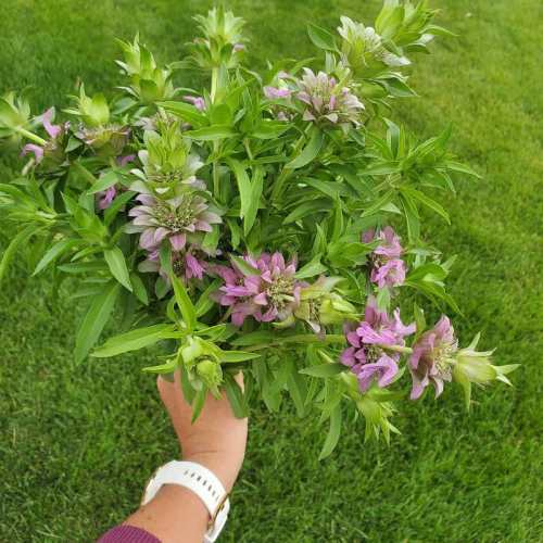 A hand holding a bouquet of green and purple flowers against a grassy background.