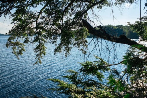 A serene view of calm water framed by lush green branches under a clear blue sky.