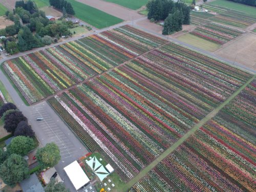 Aerial view of vibrant flower fields with rows of colorful blooms and a parking area nearby.
