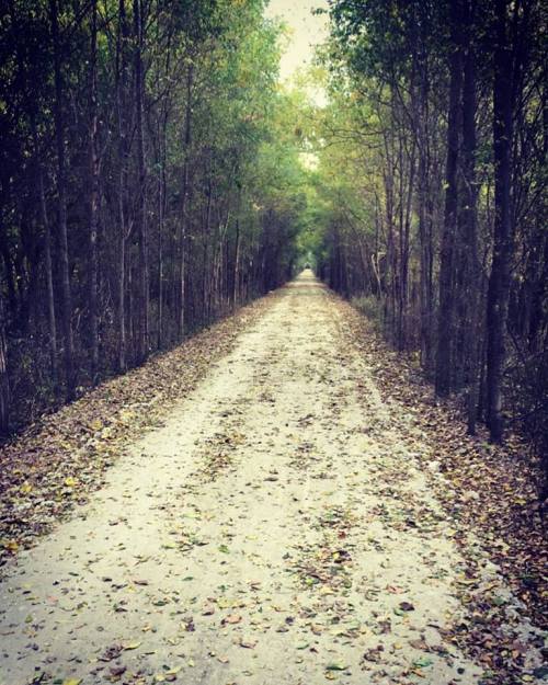 A serene dirt path lined with trees, covered in fallen leaves, leading into a tranquil forest.
