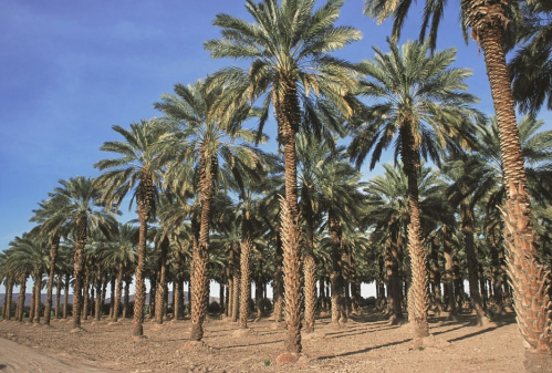 A row of tall palm trees against a clear blue sky, with a dirt path running alongside them.