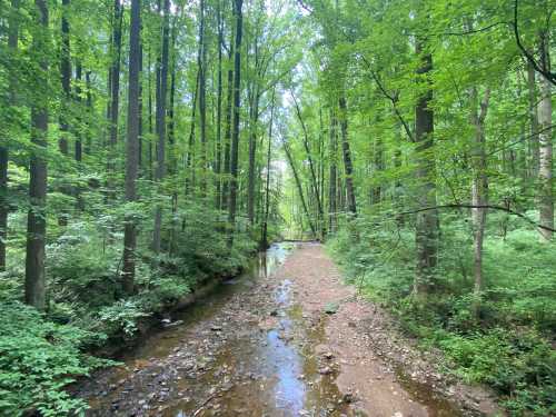 A serene forest scene with tall green trees lining a shallow streambed, surrounded by lush vegetation.