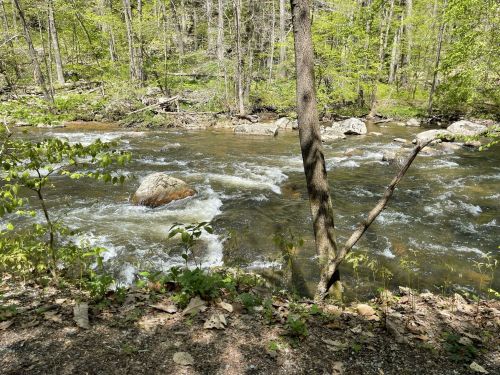 A serene river flows through a lush green forest, with rocks and trees lining the banks.