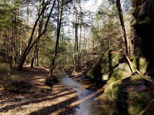A serene forest scene with a winding stream, moss-covered rocks, and tall trees under a clear sky.