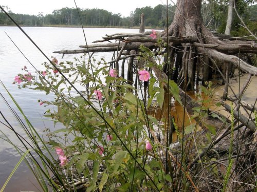A serene lakeside scene featuring pink flowers and tree roots emerging from the water, surrounded by lush greenery.