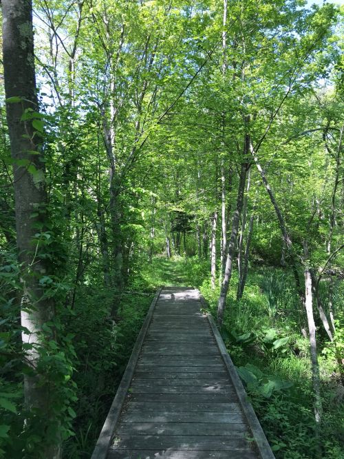 A wooden boardwalk winding through a lush green forest with tall trees and vibrant foliage.