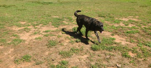 A black dog walks across a grassy field on a sunny day.