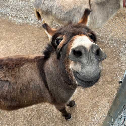 A close-up of a friendly donkey with a big smile, looking curiously at the camera.