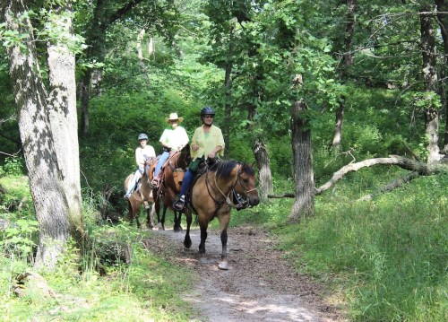 Three people on horseback riding through a lush, green forest trail. Sunlight filters through the trees.