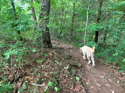 A dog walks along a dirt trail surrounded by lush green trees and foliage.