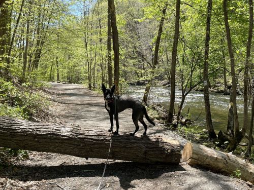 A black dog stands on a fallen log by a river, surrounded by lush green trees on a sunny day.