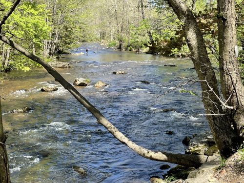 A serene river flows through a wooded area, with rocks and trees lining the banks under a clear blue sky.