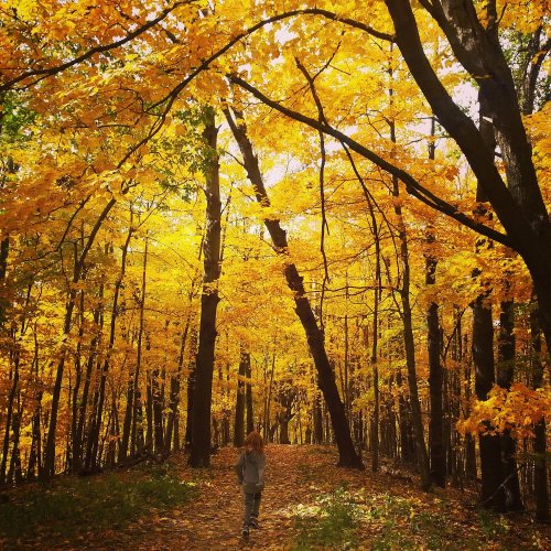 A person walks along a path in a forest filled with vibrant yellow autumn leaves.