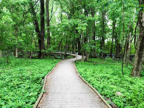 A winding wooden path through a lush green forest, surrounded by trees and vibrant foliage.