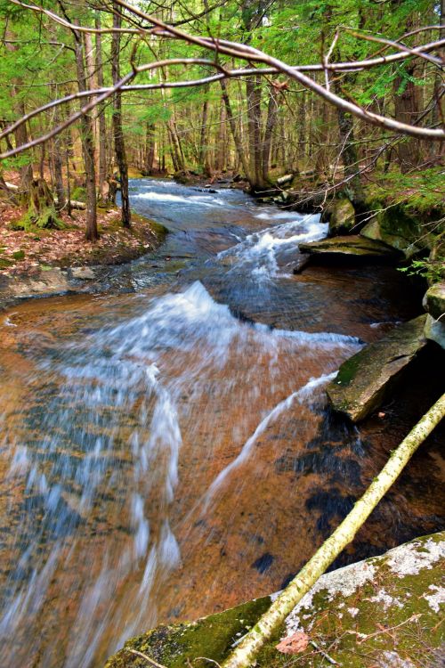 A serene forest scene featuring a gently flowing stream surrounded by lush greenery and rocky banks.
