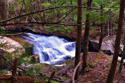 A serene forest scene featuring a flowing waterfall surrounded by trees and rocky terrain.