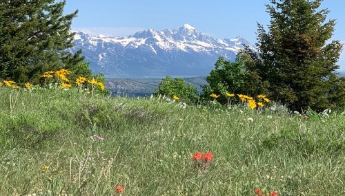 A vibrant meadow with wildflowers in the foreground and snow-capped mountains in the background under a clear blue sky.