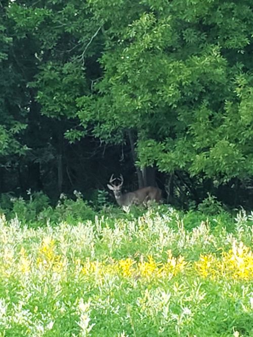 A deer with antlers stands in a grassy field, surrounded by trees and greenery.