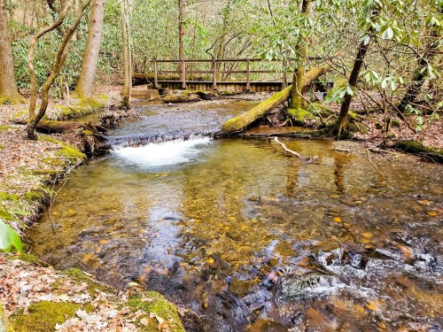A serene stream flows through a wooded area, with a wooden bridge in the background and lush greenery surrounding it.