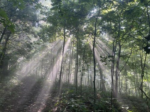 Sunlight streams through a misty forest, illuminating tall trees and creating a serene, ethereal atmosphere.