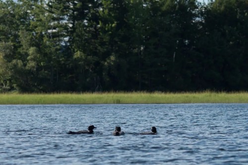 Three ducks swim in a calm lake surrounded by lush green trees and grass.