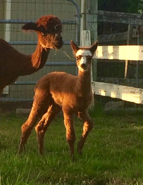 A brown alpaca and its cria stand together in a grassy area, with a wooden fence in the background.