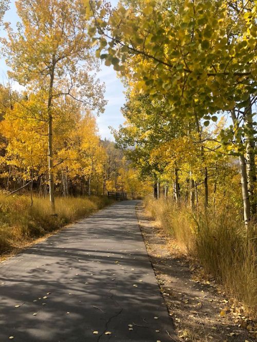 A scenic pathway lined with vibrant yellow trees and autumn foliage under a clear sky.