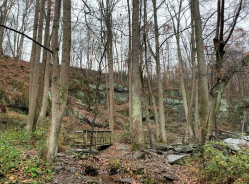 A serene forest scene with tall trees, rocky terrain, and a small wooden bridge amidst fallen leaves and greenery.