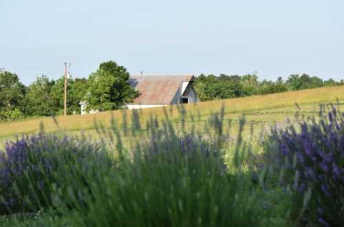 A rustic barn with a metal roof sits in a green field, surrounded by blooming lavender plants in the foreground.