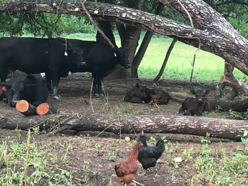 Cows and calves resting under trees, with chickens foraging nearby on a grassy area.