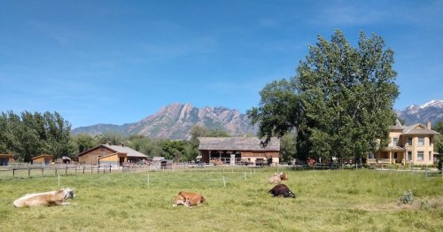 A serene landscape with cows resting in a green field, a farmhouse, and mountains in the background under a clear blue sky.