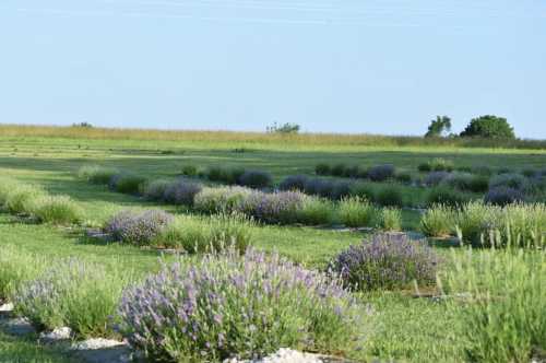 A serene field of lavender plants in rows, surrounded by green grass and a clear blue sky.