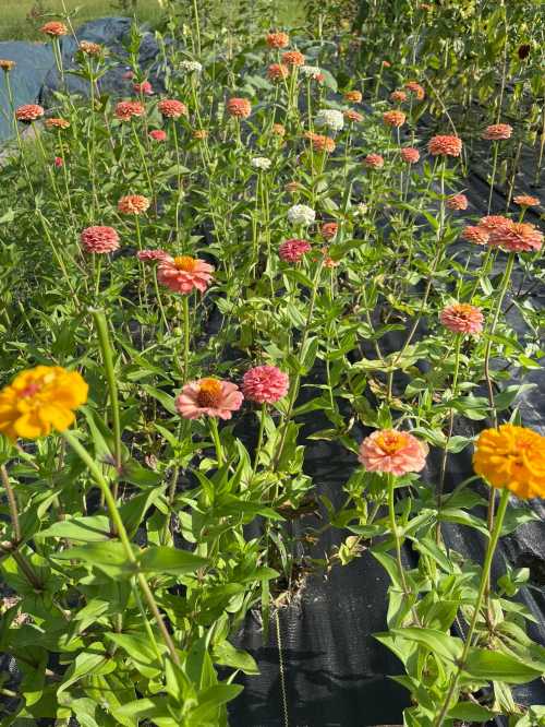 A vibrant field of zinnias in various colors, blooming under sunlight with green leaves and a black ground cover.