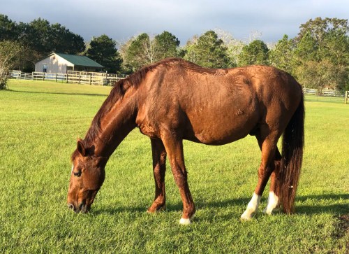 A brown horse grazes on green grass in a sunny field with trees and a barn in the background.