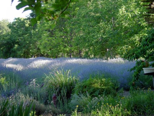 A lush garden filled with blooming lavender and greenery under a clear sky.