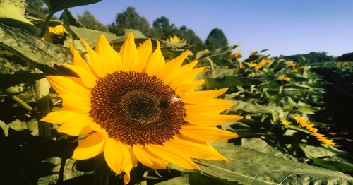 A close-up of a vibrant sunflower with a bee, surrounded by a field of sunflowers under a clear blue sky.