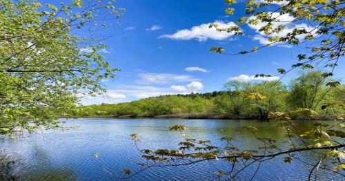 A serene lake surrounded by lush greenery and trees under a bright blue sky with fluffy white clouds.