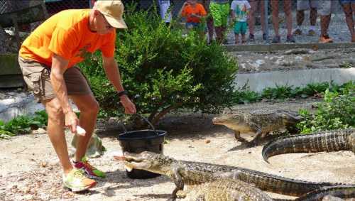 A man in an orange shirt feeds crocodiles in a sandy enclosure, with spectators watching in the background.