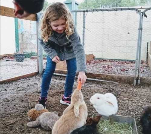 A young girl feeds a rabbit a carrot in a petting area, surrounded by other rabbits and stuffed animals.