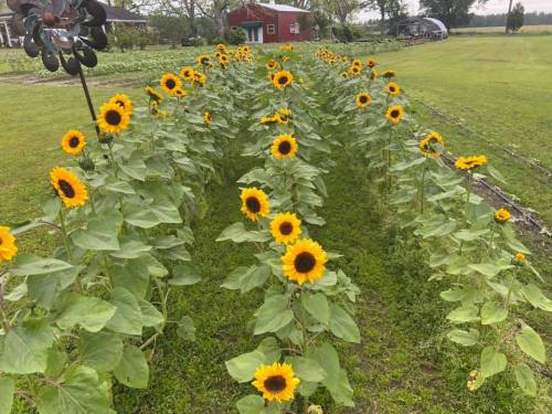 A field of vibrant sunflowers in rows, with a red barn and greenery in the background.